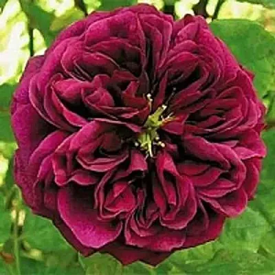 Саженцы роз ЗЕ ПРИНЦ английская  Саженцы роз ЗЕ ПРИНЦ английская в Туле