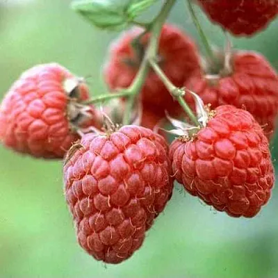 Малина ХЕРИТЕЙДЖ  Малина ХЕРИТЕЙДЖ в Туле