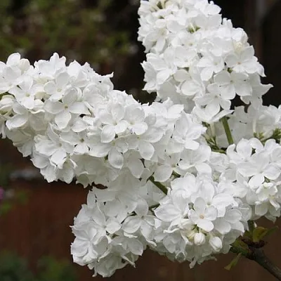 Сирень ФЛОРА в Туле