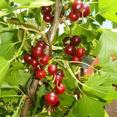 Смородина золотистая ВИШНЕВАЯ  Смородина золотистая ВИШНЕВАЯ в Туле