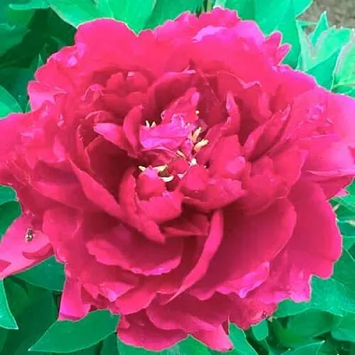 Пион ОСТРОВНОЙ МИНИСТР древовидный в Туле