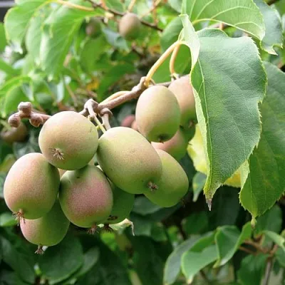 Актинидия ЛЮСИ аргута   Актинидия ЛЮСИ аргута  в Туле