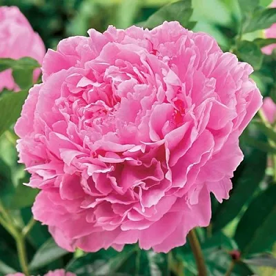 Пион МИСС ЭКХАРТ травянистый  Пион МИСС ЭКХАРТ травянистый в Туле