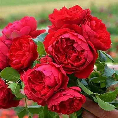 Саженцы роз ФЛОРЕНТИНА плетистая  Саженцы роз ФЛОРЕНТИНА плетистая в Туле