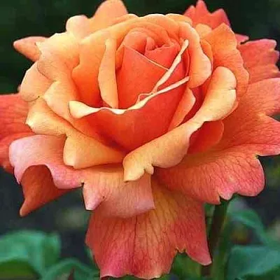 Саженцы роз ИЗИ ДАЗ ИТ флорибунда  Саженцы роз ИЗИ ДАЗ ИТ флорибунда в Туле