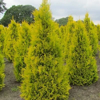 Туя САНКИСТ западная в Туле