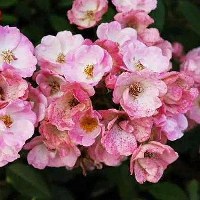 Саженцы роз АЛДЕН БИЗЕН мускусная в Туле