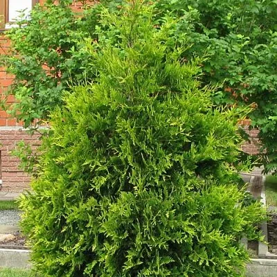 Туя АНЯ (АНИЕ) западная  Туя АНЯ (АНИЕ) западная в Туле