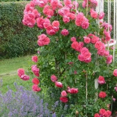 Саженцы роз РОЗЕУМ ЮТЕРСОН плетистая — описание сорта Саженцы роз РОЗЕУМ ЮТЕРСОН плетистая в Туле