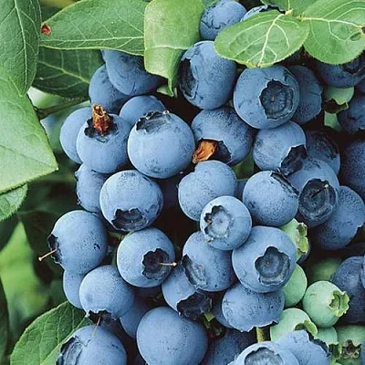 Голубика КОВИЛЛ  Голубика КОВИЛЛ в Туле