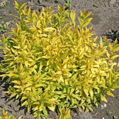 Бирючина АУРЕА обыкновенная — описание сорта Бирючина АУРЕА обыкновенная в Туле