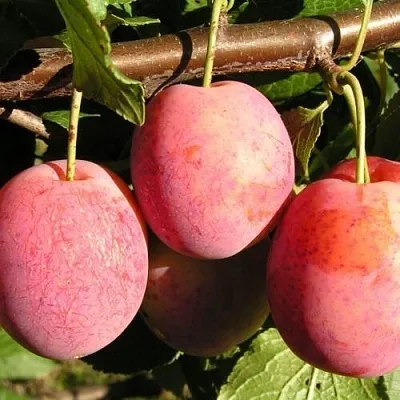 Слива ВИКТОРИЯ  Слива ВИКТОРИЯ в Туле