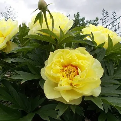 Пион БАРЦЕЛЛА ито-гибрид  Пион БАРЦЕЛЛА ито-гибрид в Туле