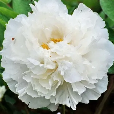 Пион БЕЛЫЙ СНЕГ древовидный в Туле