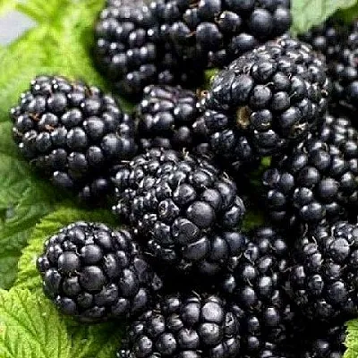 Ежевика БЖЕЗИНА бесшипная в Туле