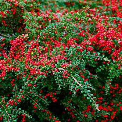 Кизильник горизонтальный  Кизильник горизонтальный в Туле