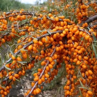Облепиха ПЕРЧИК в Туле