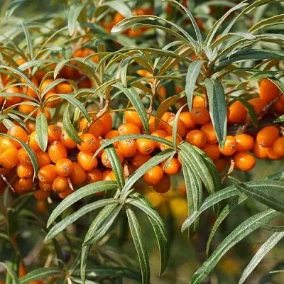 Облепиха РОСИНКА в Туле