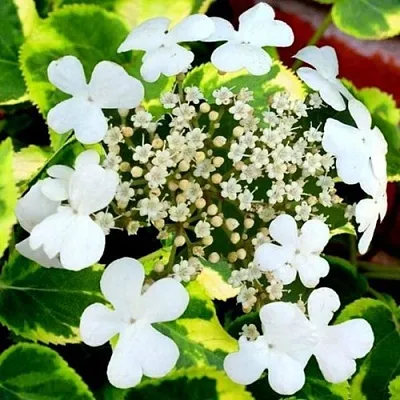 Гортензия МИРАНДА черешковая  Гортензия МИРАНДА черешковая в Туле