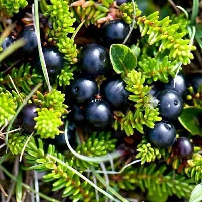 Водяника в Туле