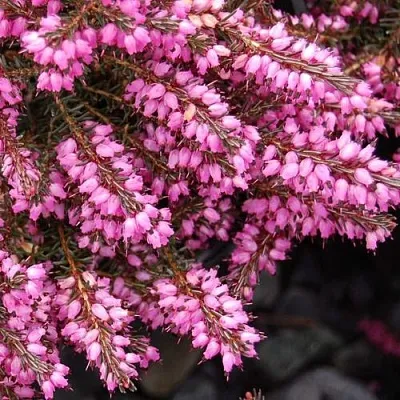 Эрика СТИНКЕ дарленская в Туле