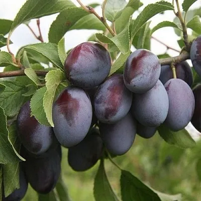 Слива РЕНКЛОД в Туле