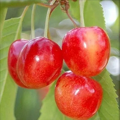 Черешня МЕДУНИЦА в Туле