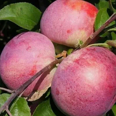 Яблоня БЕЛОРУССКОЕ МАЛИНОВОЕ в Туле