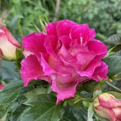 Саженцы роз БРЕРА флорибунда  Саженцы роз БРЕРА флорибунда в Туле