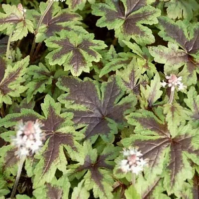 Гейхера ШУГА ЭНД СПАЙС  Гейхера ШУГА ЭНД СПАЙС в Туле