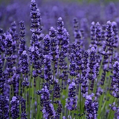 Лаванда МАНСТЕД узколистная  Лаванда МАНСТЕД узколистная в Туле