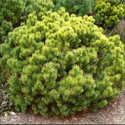 Ель ДАНС ДВАРФ обыкновення  Ель ДАНС ДВАРФ обыкновення в Туле