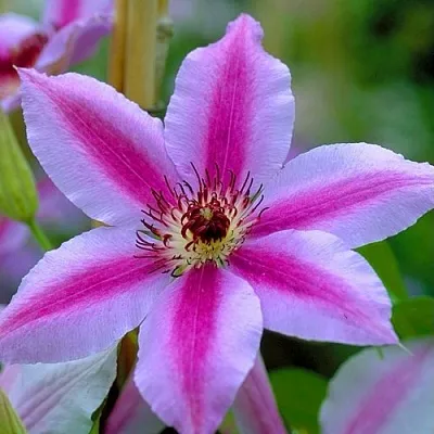 Клематис НЕЛЛИ МОЗЕР  Клематис НЕЛЛИ МОЗЕР в Туле