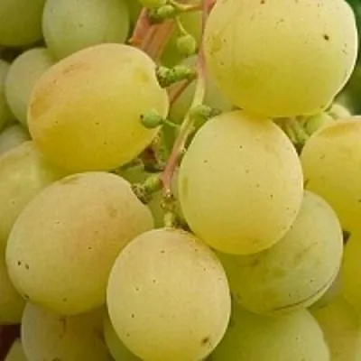 Виноград ТАЛИСМАН в Туле