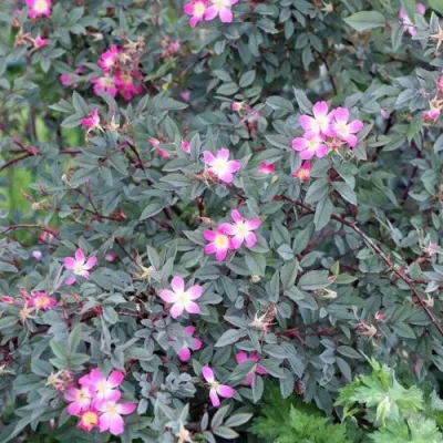 Саженцы роз сизая в Туле