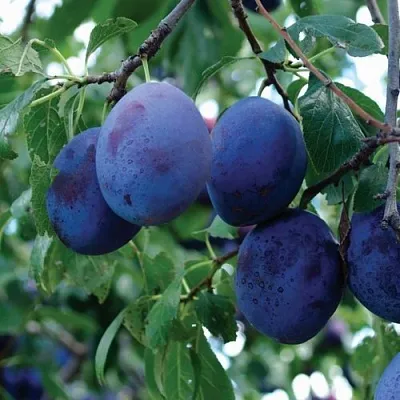 Слива ЭМПРЕСС  Слива ЭМПРЕСС в Туле