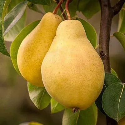 Осенние сорта Осенние сорта в Туле