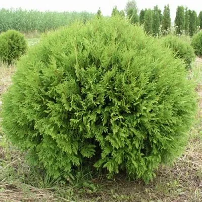 Туя ГЛОБОЗА западная  Туя ГЛОБОЗА западная в Туле