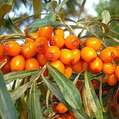 Облепиха БОТАНИЧЕСКАЯ в Туле