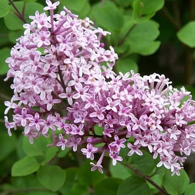 Сирень ПАЛИБИН   Сирень ПАЛИБИН  в Туле