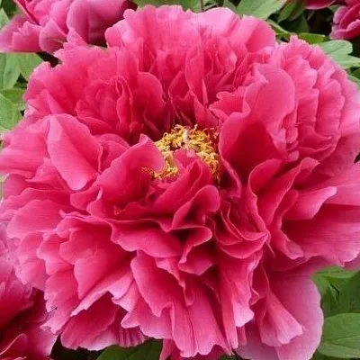 Пион КОРОЛЕВСКИЙ ЦВЕТОК древовидный в Туле