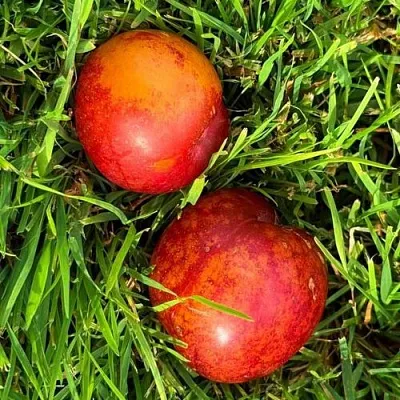 Шарафуга НЕКТАРИННАЯ в Туле