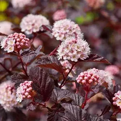 Пузыреплодник АНДРЕ   Пузыреплодник АНДРЕ  в Туле