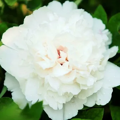 Пион СНЕЖНАЯ КРЕПОСТЬ древовидный в Туле