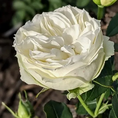 Саженцы роз ВАЙТ ПИАНО чайно-гибридная  Саженцы роз ВАЙТ ПИАНО чайно-гибридная в Туле