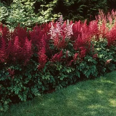 Астильба ГРАНАТ Арендса  Астильба ГРАНАТ Арендса в Туле