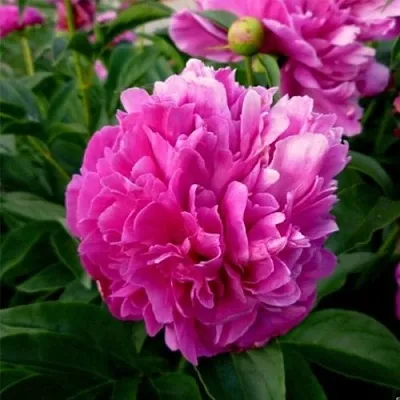 Пион ФЕЛИКС КРАУССЕ травянистый  Пион ФЕЛИКС КРАУССЕ травянистый в Туле