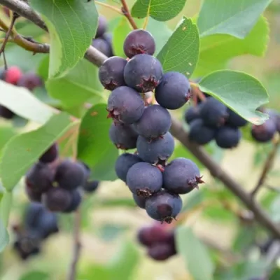 Ирга ХОНИВУД — описание сорта Ирга ХОНИВУД в Туле