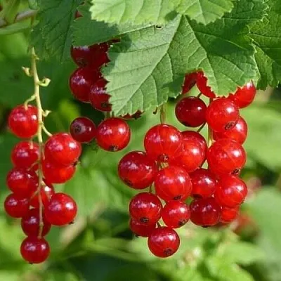 Смородина красная РОНДОМ в Туле