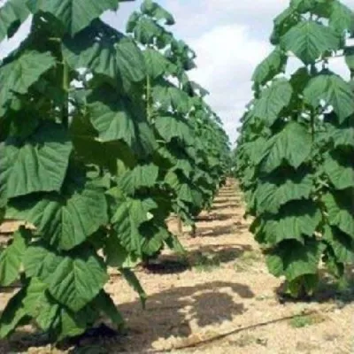 Павлония ПАО ТОГН Z07 — описание сорта Павлония ПАО ТОГН Z07 в Туле